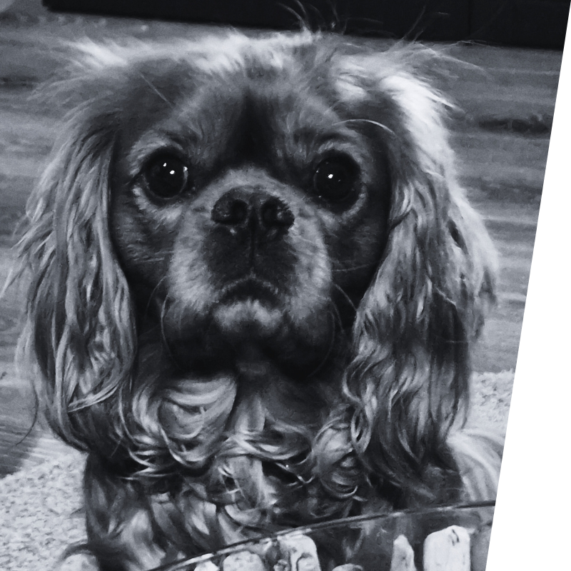 Bilde av Toffee. Kontorhunden i Post Social AS